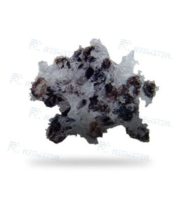 Sponge-Jet Silver 30 SpongeMedia